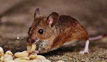 24 Hour & Emergency Exterminators in East Pennsboro, PA